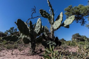 Dakar 2017 / Foto zdroj: MKR Technology