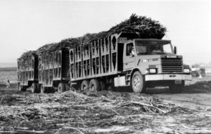 Sklizeň cukrové třtiny na nekonečných brazilských polích je nesmírně těžký úkol, a to i pro Scanii T122ET zachycenou na tomto snímku z počátku osmdesátých let. / Foto zdroj: Scania Czech Republic s.r.o